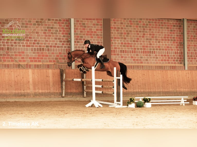 Westfale Wallach 6 Jahre 162 cm Brauner in Unna Massen