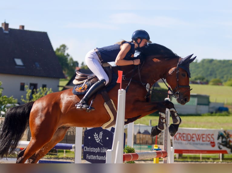 Westfale Wallach 6 Jahre 163 cm Brauner in Porta Westfalica