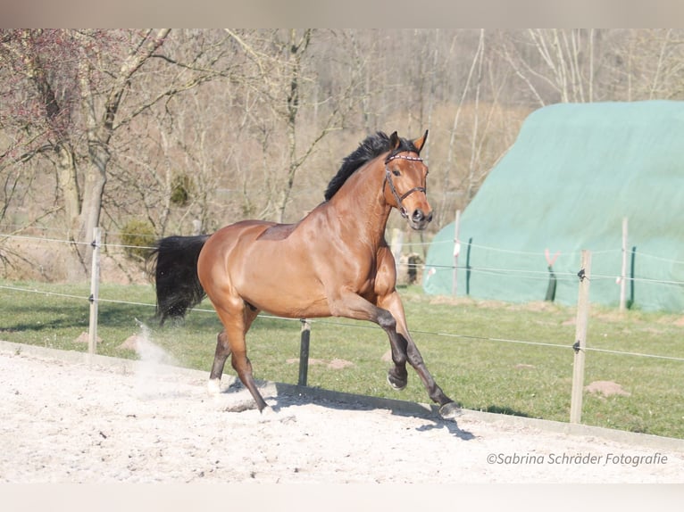 Westfale Wallach 6 Jahre 163 cm Brauner in Porta Westfalica