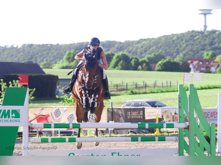 Westfale Wallach 6 Jahre 163 cm Brauner in Porta Westfalica