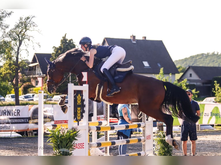 Westfale Wallach 6 Jahre 163 cm Brauner in Porta Westfalica