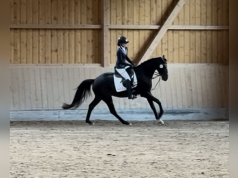 Westfale Wallach 6 Jahre 163 cm Dunkelbrauner in Schenklengsfeld