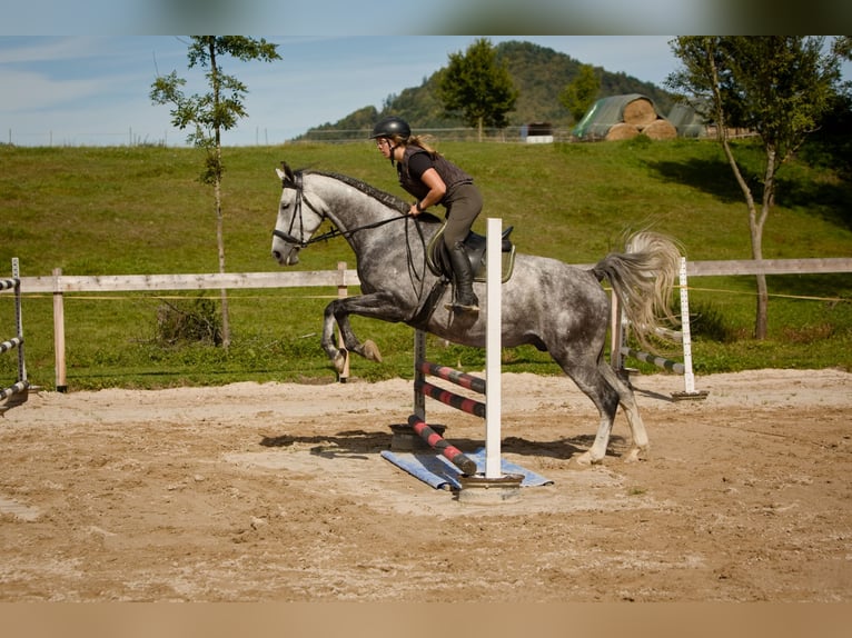 Westfale Wallach 6 Jahre 163 cm Schimmel in &#x10C;esk&#xE1; L&#xED;pa