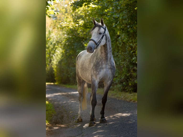 Westfale Wallach 6 Jahre 163 cm Schimmel in &#x10C;esk&#xE1; L&#xED;pa