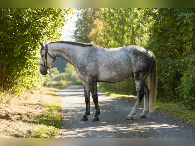 Westfale Wallach 6 Jahre 163 cm Schimmel in &#x10C;esk&#xE1; L&#xED;pa