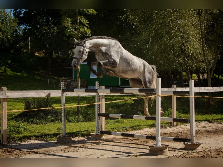 Westfale Wallach 6 Jahre 163 cm Schimmel in &#x10C;esk&#xE1; L&#xED;pa