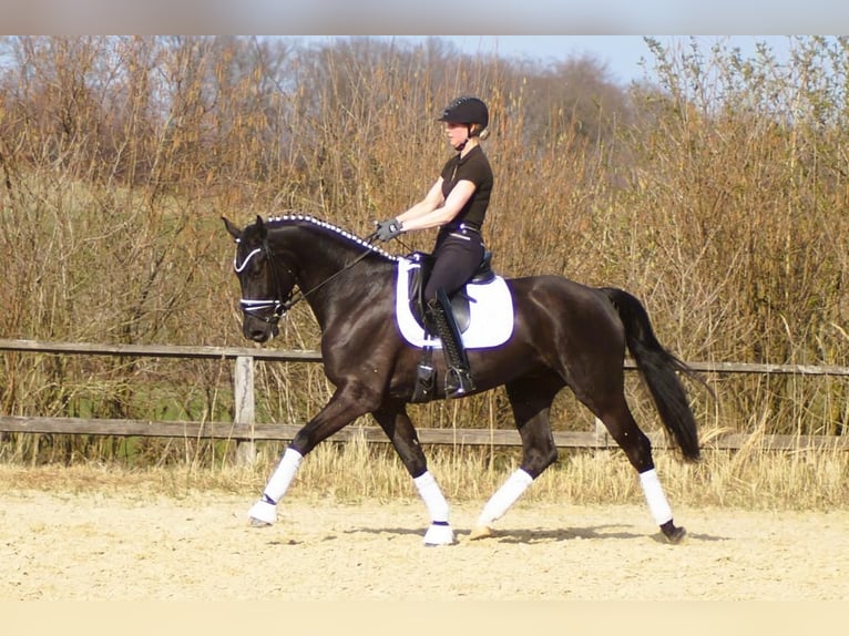 Westfale Wallach 6 Jahre 164 cm Rappe in Iserlohn