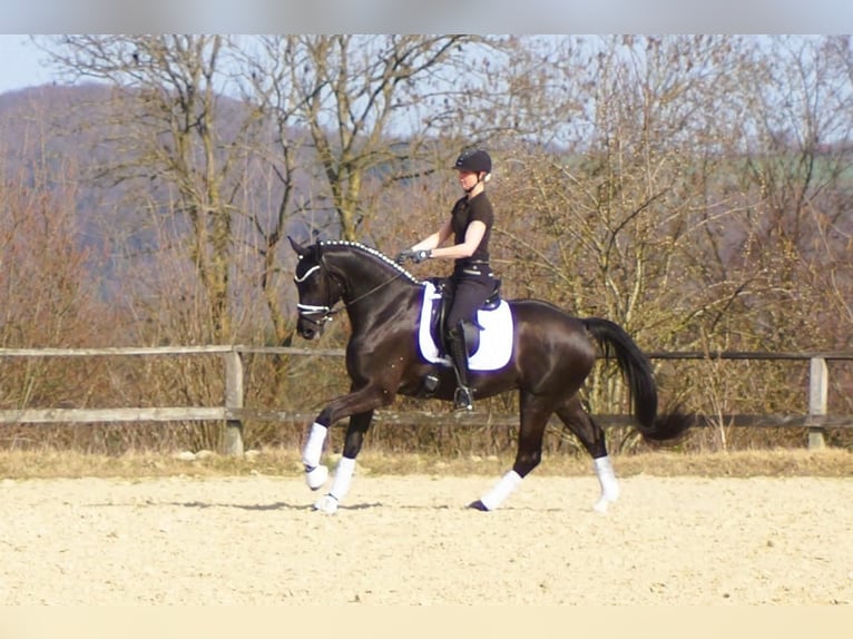 Westfale Wallach 6 Jahre 164 cm Rappe in Iserlohn