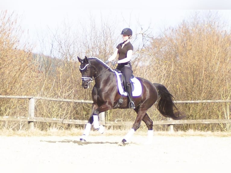 Westfale Wallach 6 Jahre 164 cm Rappe in Iserlohn