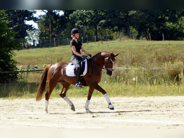 Westfale Wallach 6 Jahre 165 cm Dunkelfuchs in Iserlohn