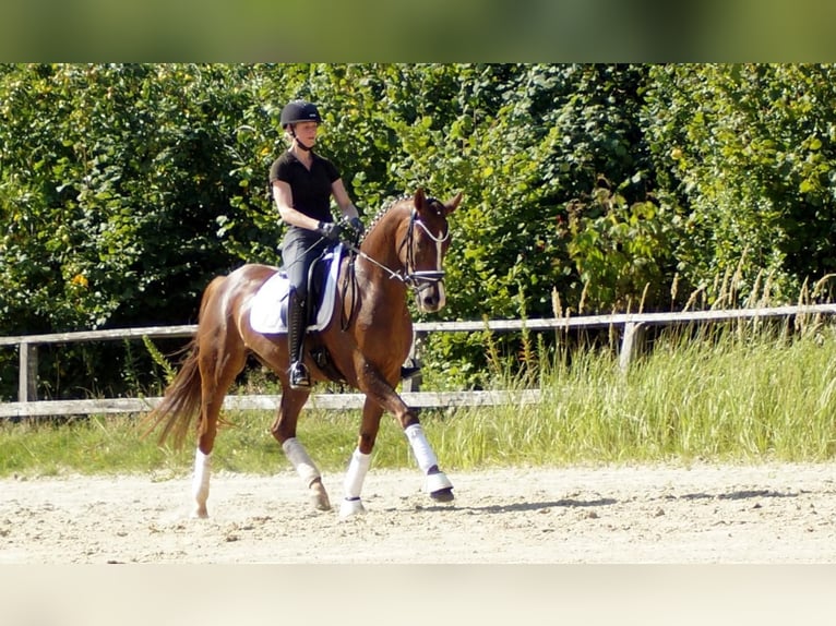 Westfale Wallach 6 Jahre 165 cm Dunkelfuchs in Iserlohn