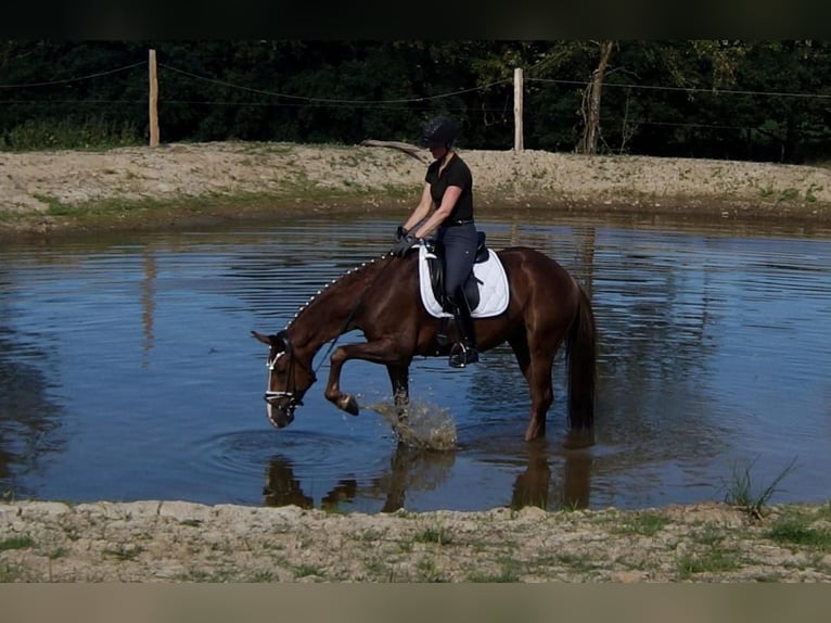 Westfale Wallach 6 Jahre 165 cm Dunkelfuchs in Iserlohn