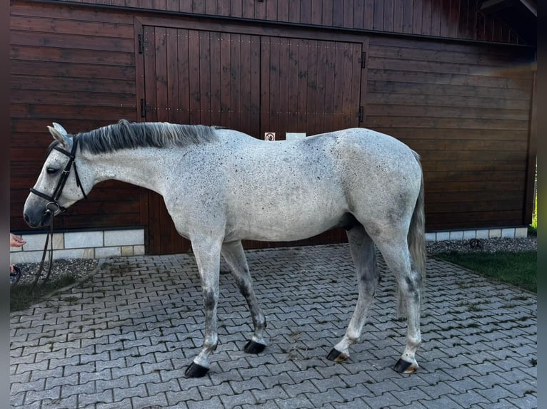 Westfale Wallach 6 Jahre 165 cm Schimmel in Liberec