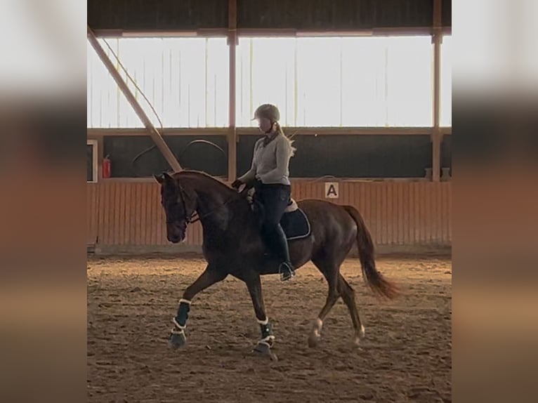 Westfale Wallach 6 Jahre 166 cm Dunkelfuchs in Steinhagen