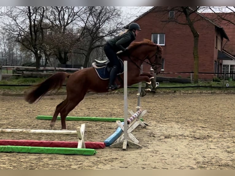 Westfale Wallach 6 Jahre 166 cm Dunkelfuchs in Steinhagen