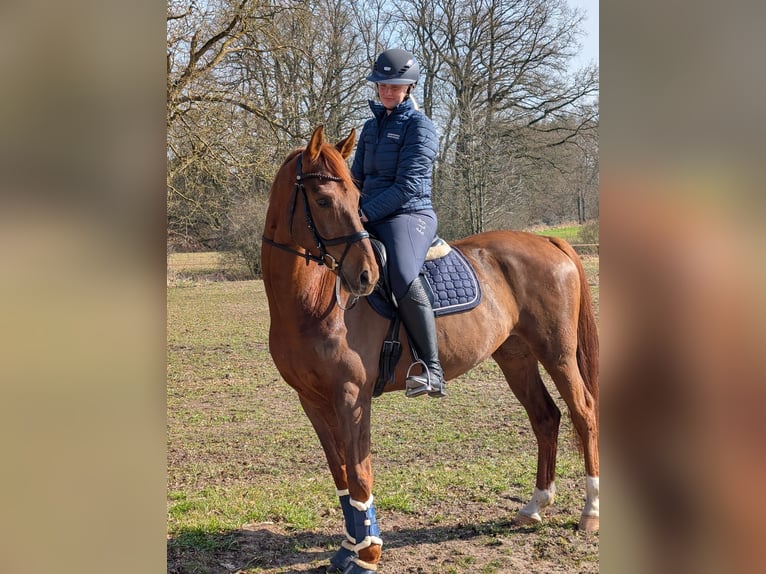 Westfale Wallach 6 Jahre 166 cm Dunkelfuchs in Steinhagen