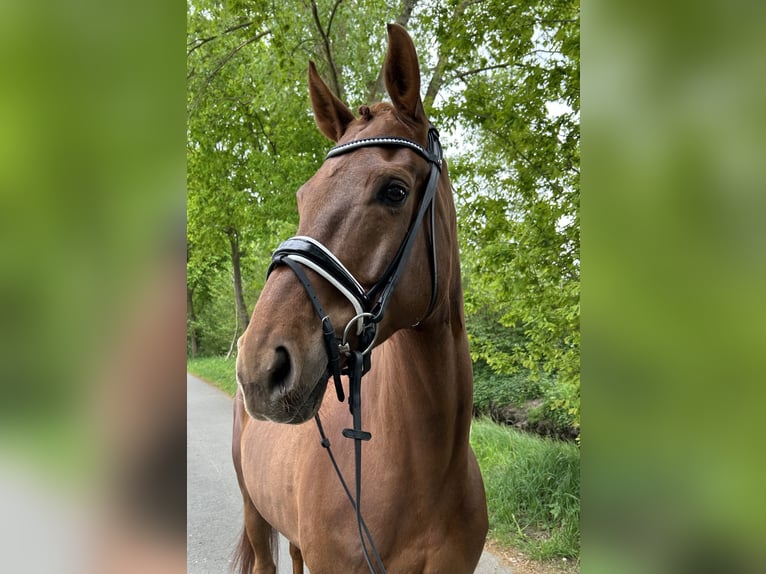 Westfale Wallach 6 Jahre 166 cm Dunkelfuchs in Steinhagen