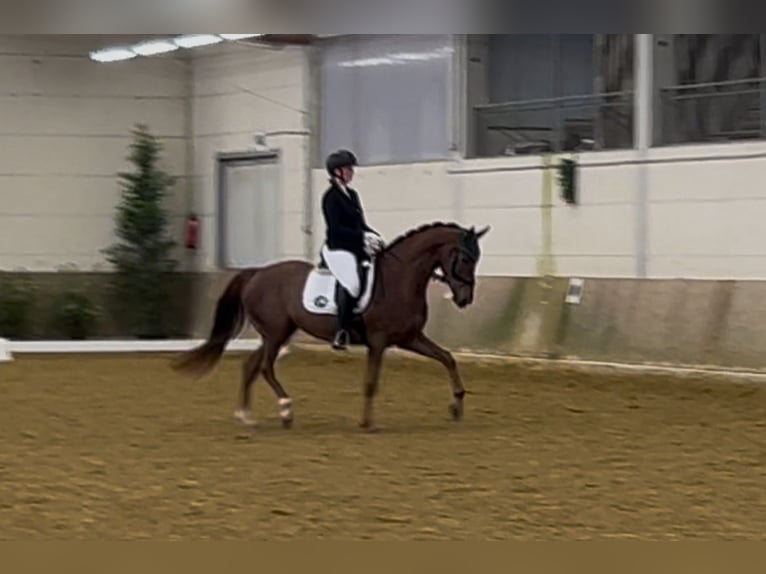Westfale Wallach 6 Jahre 166 cm Dunkelfuchs in Steinhagen