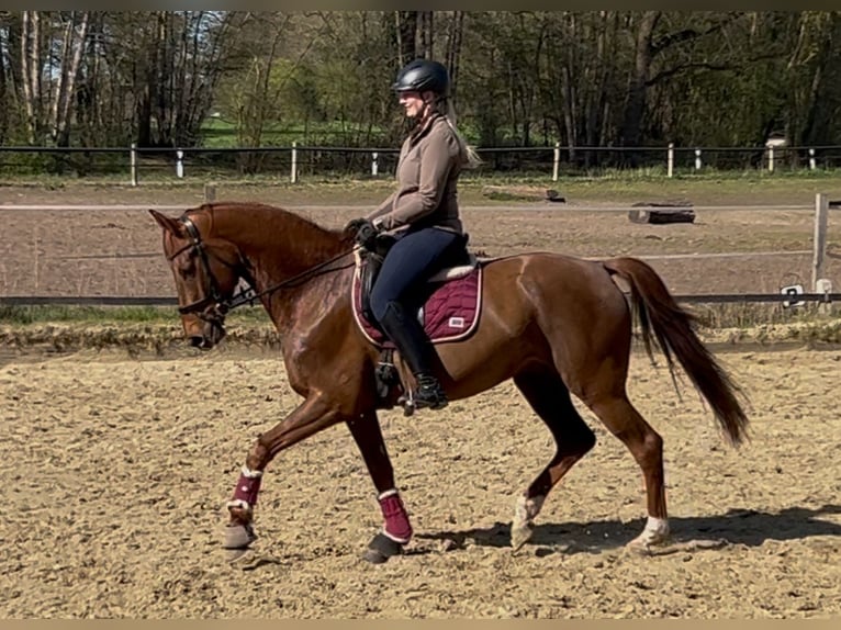 Westfale Wallach 6 Jahre 166 cm Dunkelfuchs in Steinhagen