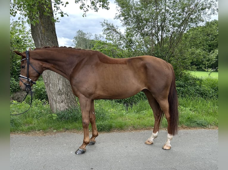 Westfale Wallach 6 Jahre 166 cm Dunkelfuchs in Steinhagen