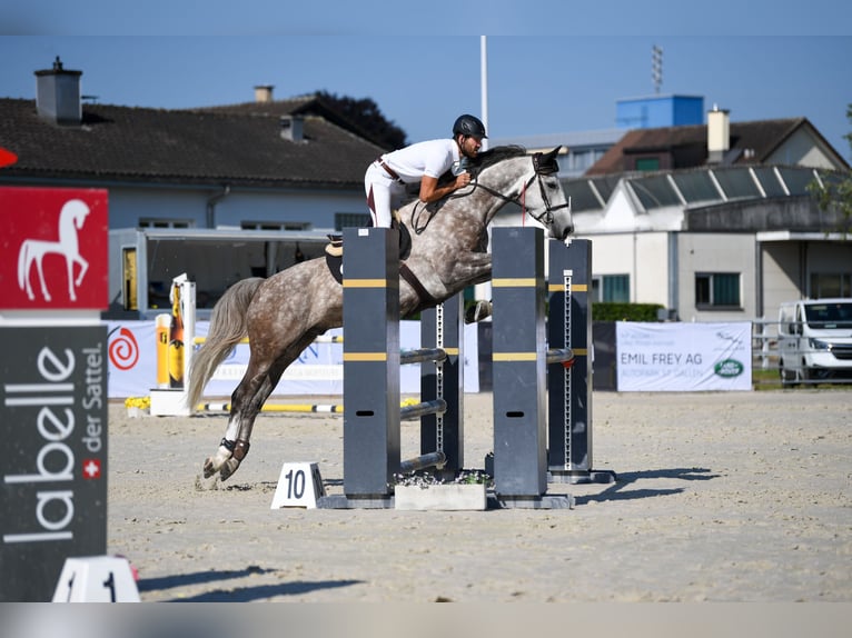 Westfale Wallach 6 Jahre 167 cm Apfelschimmel in Diepoldsau