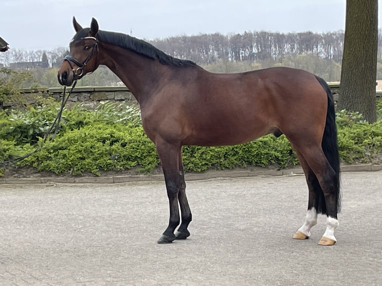 Westfale Wallach 6 Jahre 167 cm Brauner in Ibbenbüren