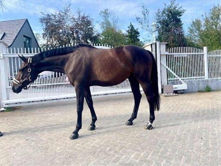 Westfale Wallach 6 Jahre 167 cm Brauner in Essen