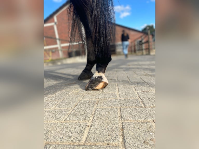 Westfale Wallach 6 Jahre 167 cm Brauner in Essen