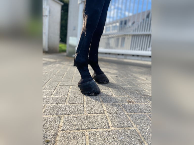 Westfale Wallach 6 Jahre 167 cm Brauner in Essen