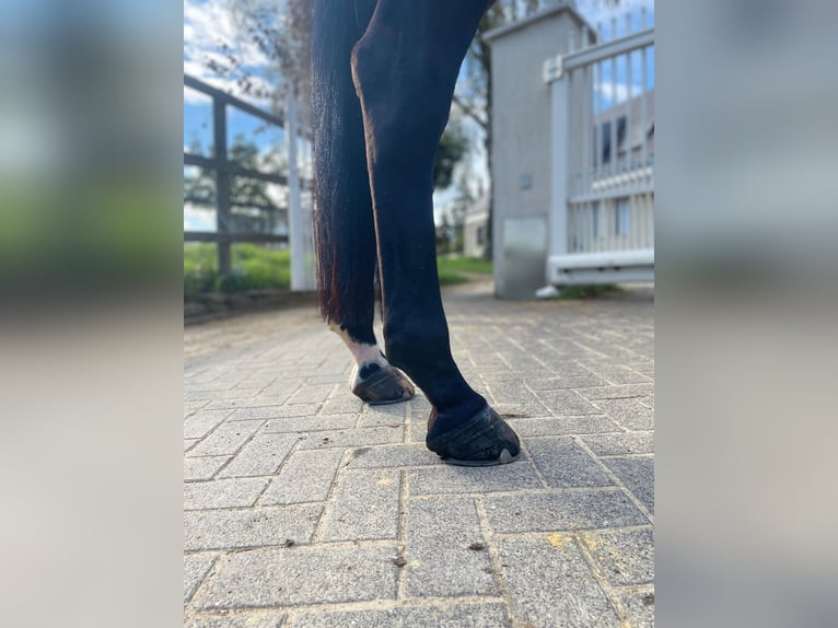 Westfale Wallach 6 Jahre 167 cm Brauner in Essen