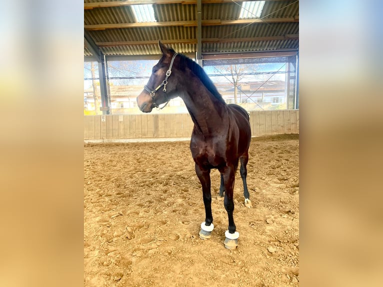 Westfale Wallach 6 Jahre 167 cm Brauner in Essen
