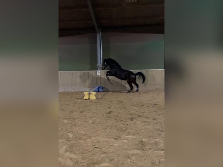 Westfale Wallach 6 Jahre 167 cm Brauner in Essen