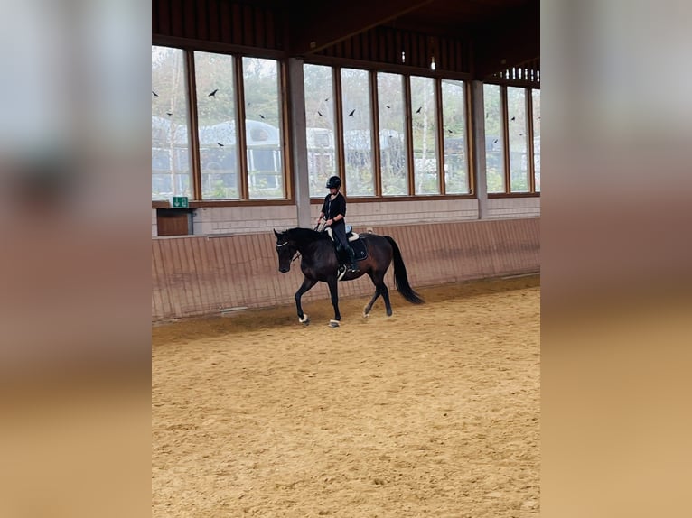 Westfale Wallach 6 Jahre 167 cm Brauner in Essen