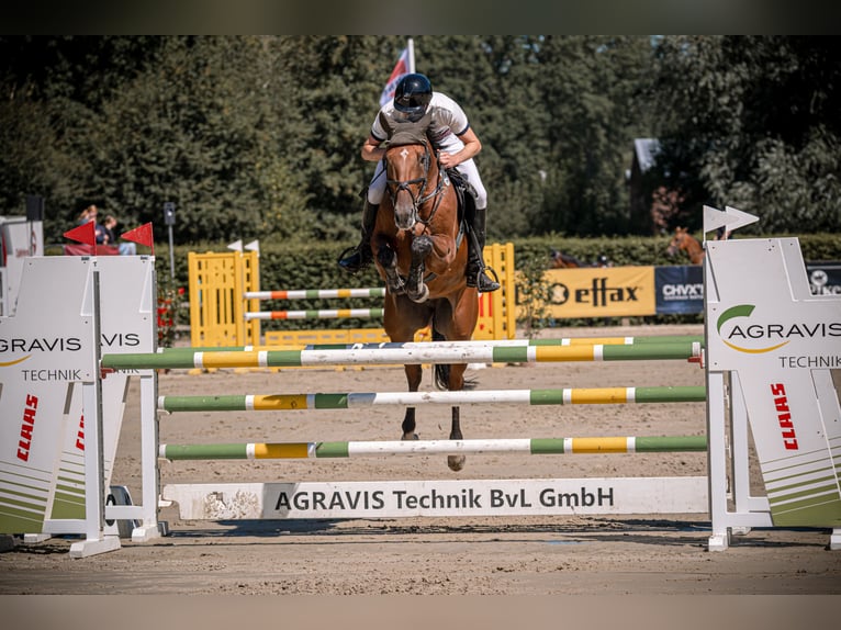 Westfale Wallach 6 Jahre 167 cm Brauner in Sassenberg
