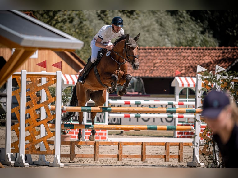 Westfale Wallach 6 Jahre 167 cm Brauner in Sassenberg