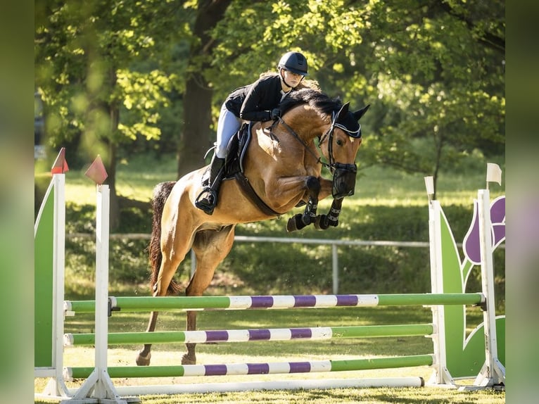 Westfale Wallach 6 Jahre 167 cm Brauner in Königslutter am Elm