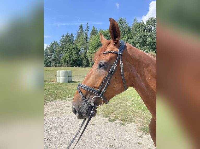 Westfale Wallach 6 Jahre 167 cm Fuchs in Barntrup