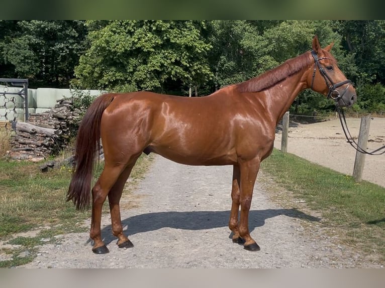 Westfale Wallach 6 Jahre 167 cm Fuchs in Barntrup