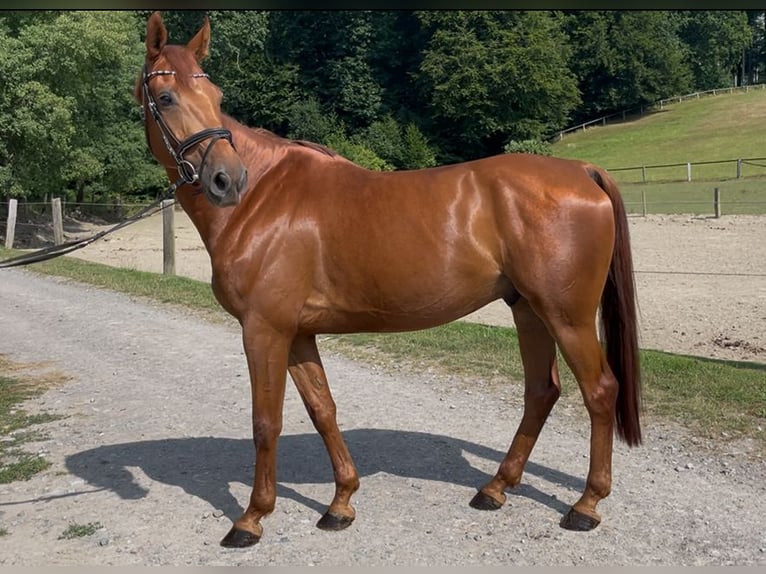 Westfale Wallach 6 Jahre 167 cm Fuchs in Barntrup