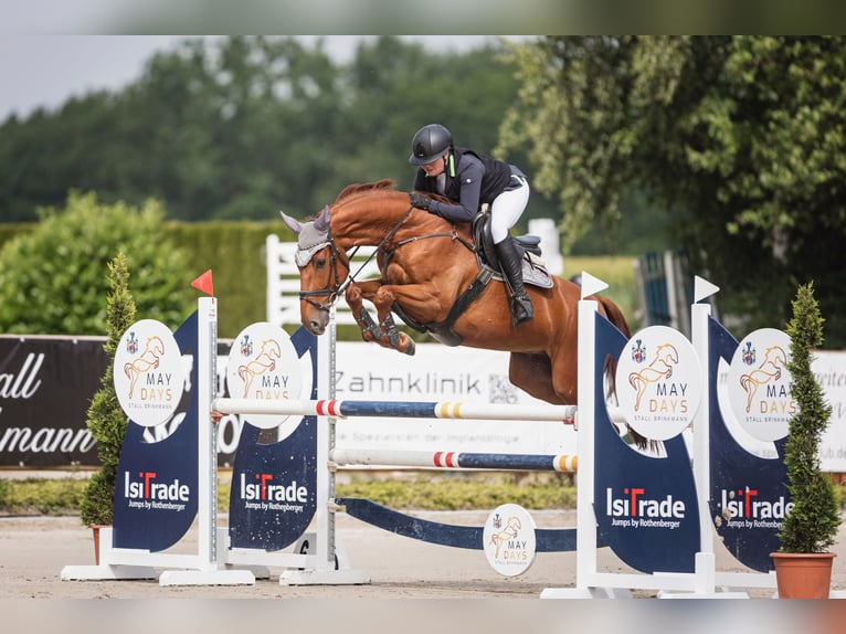 Westfale Wallach 6 Jahre 167 cm Fuchs in Barntrup