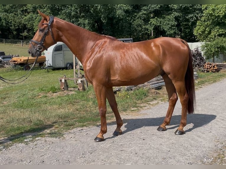 Westfale Wallach 6 Jahre 167 cm Fuchs in Barntrup