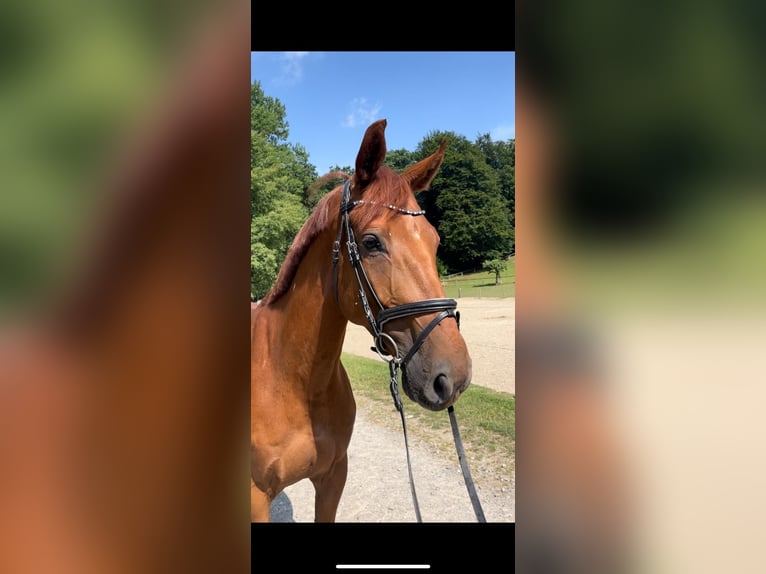 Westfale Wallach 6 Jahre 167 cm Fuchs in Barntrup