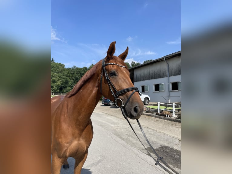 Westfale Wallach 6 Jahre 167 cm Fuchs in Barntrup