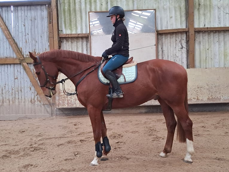 Westfale Wallach 6 Jahre 167 cm Fuchs in Messel