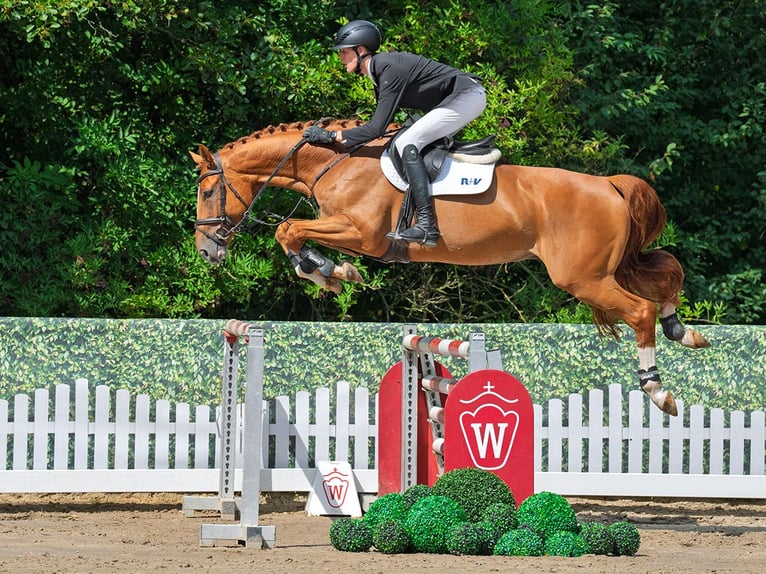 Westfale Wallach 6 Jahre 167 cm Fuchs in M&#xFC;nster-Handorf