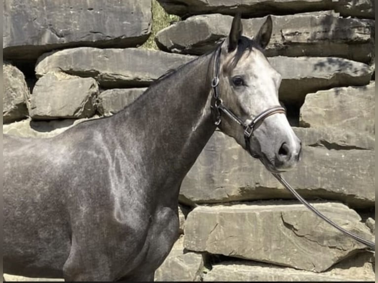 Westfale Wallach 6 Jahre 167 cm Schimmel in Windhagen