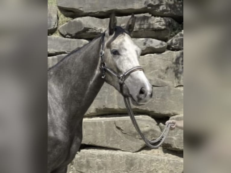 Westfale Wallach 6 Jahre 167 cm Schimmel in Windhagen