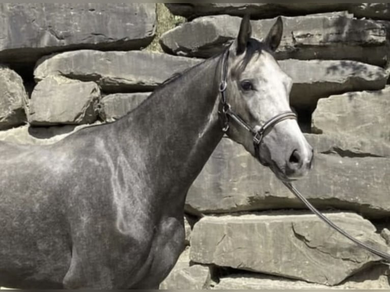 Westfale Wallach 6 Jahre 167 cm Schimmel in Windhagen
