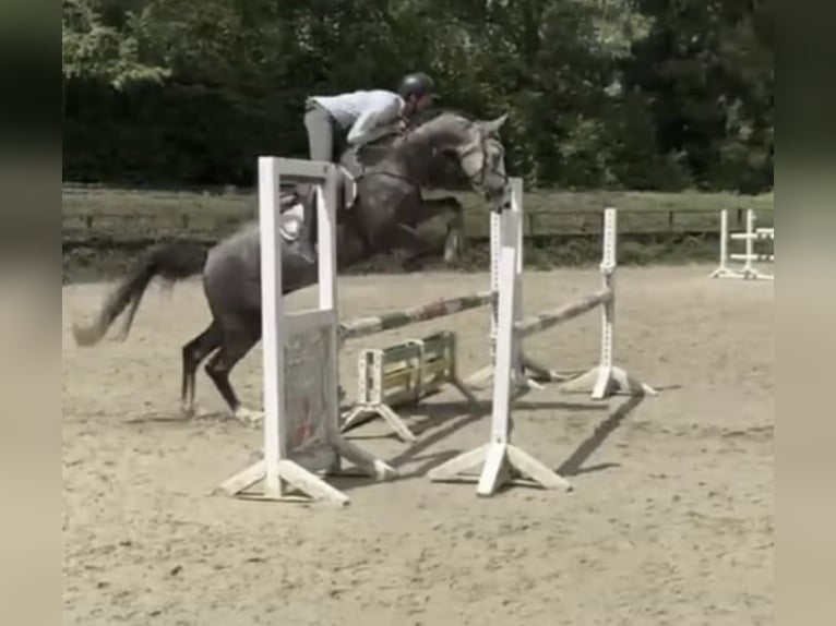 Westfale Wallach 6 Jahre 167 cm Schimmel in Windhagen