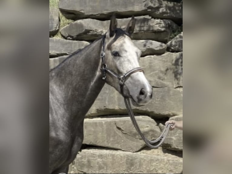 Westfale Wallach 6 Jahre 167 cm in Windhagen